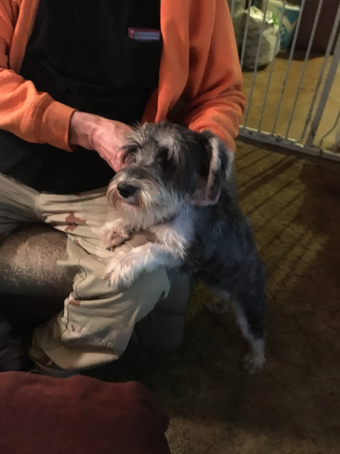 Miniature Schnauzer Puppies For Sale Hornell, NY 274055