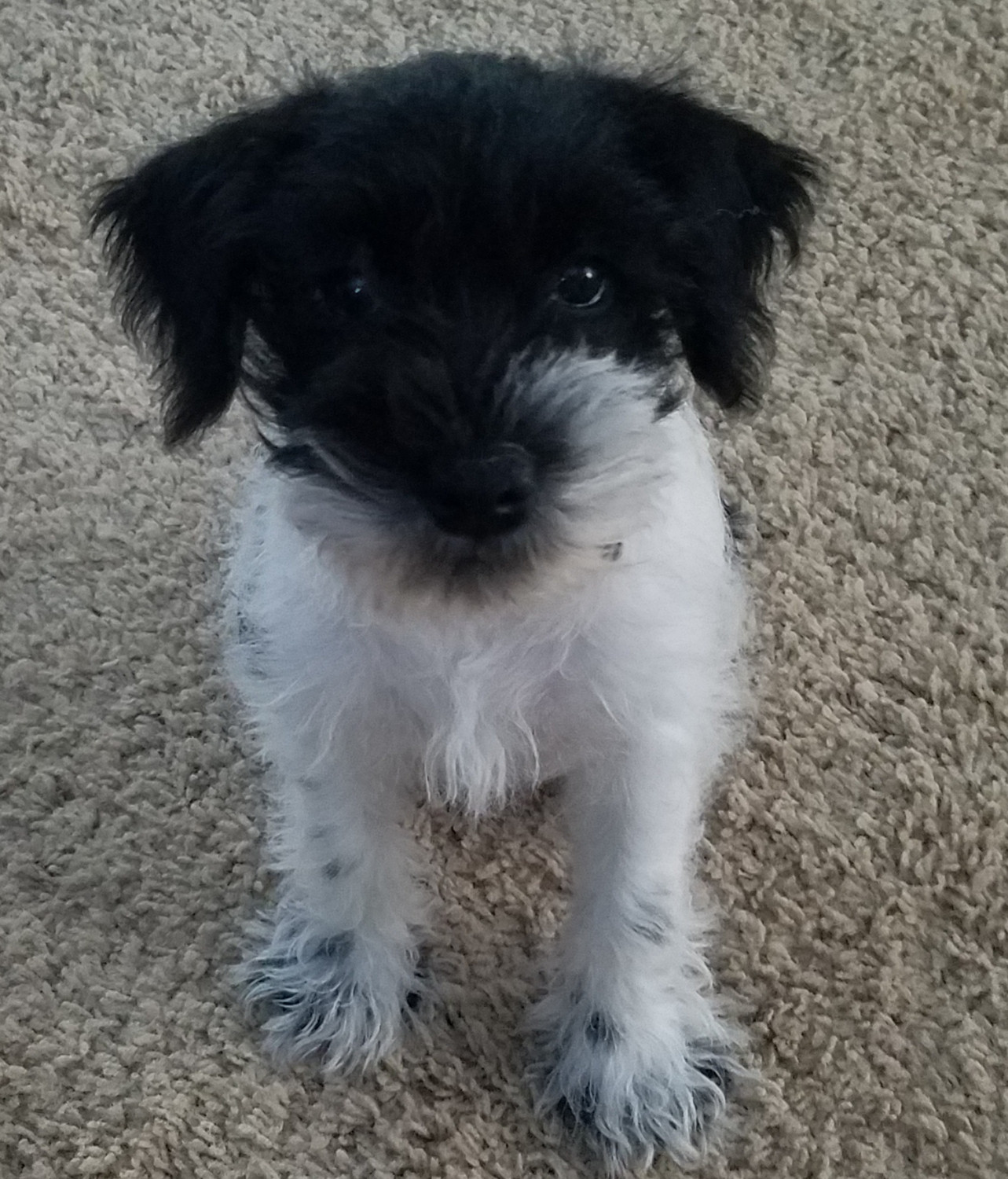 Miniature Schnauzer Puppies For Sale Chesapeake, VA 279112