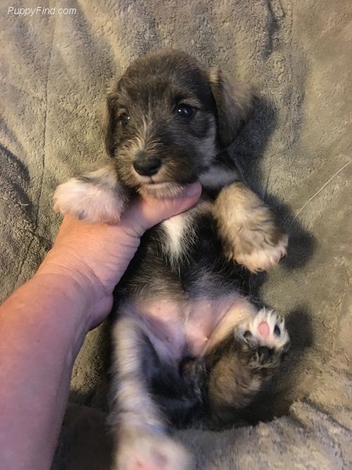 Miniature Schnauzer Puppies For Sale Hornell, NY 285198