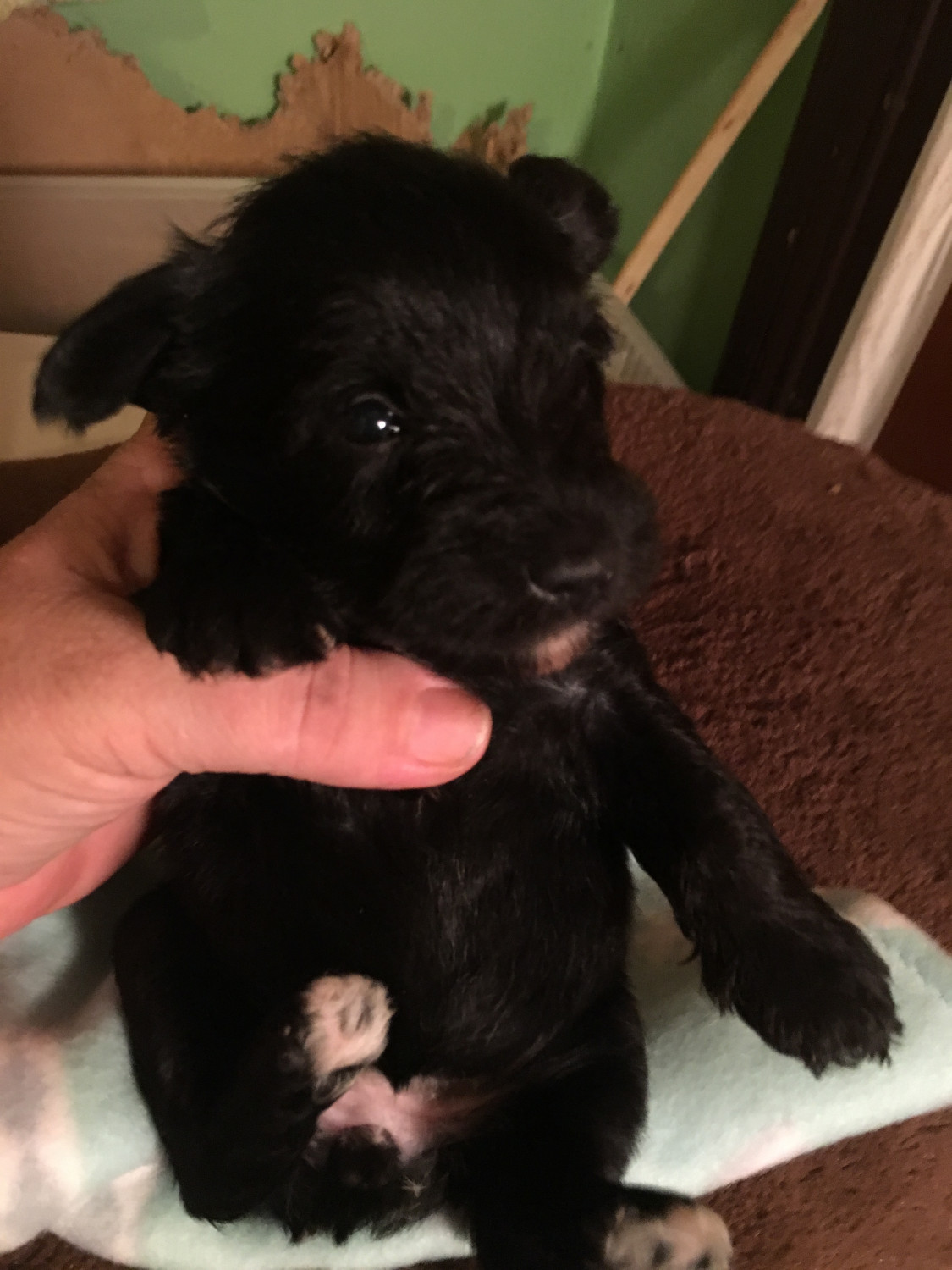 Miniature Schnauzer Puppies For Sale Hornell, NY 285235