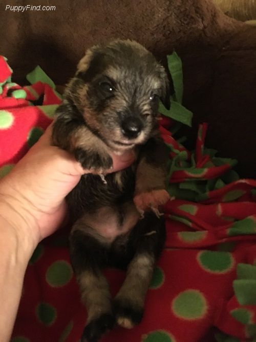 Miniature Schnauzer Puppies For Sale Hornell, NY 285235