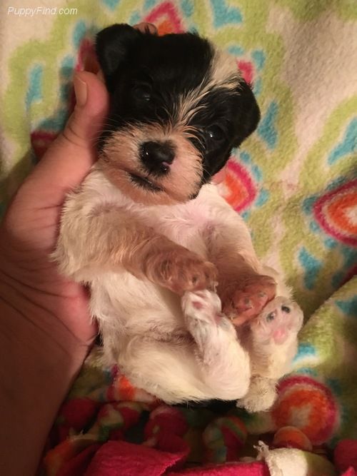 Miniature Schnauzer Puppies For Sale Hornell, NY 285235