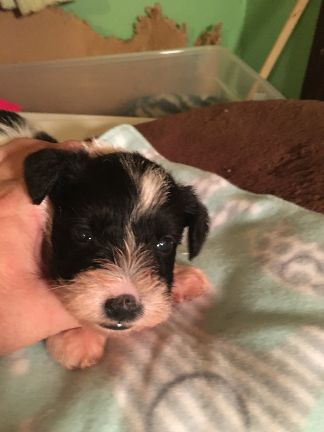 Miniature Schnauzer Puppies For Sale Hornell, NY 285235