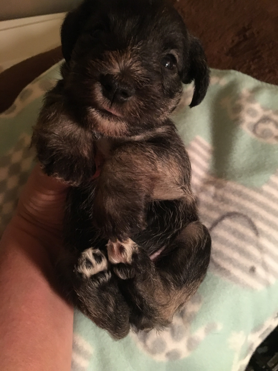 Miniature Schnauzer Puppies For Sale Hornell, NY 285235