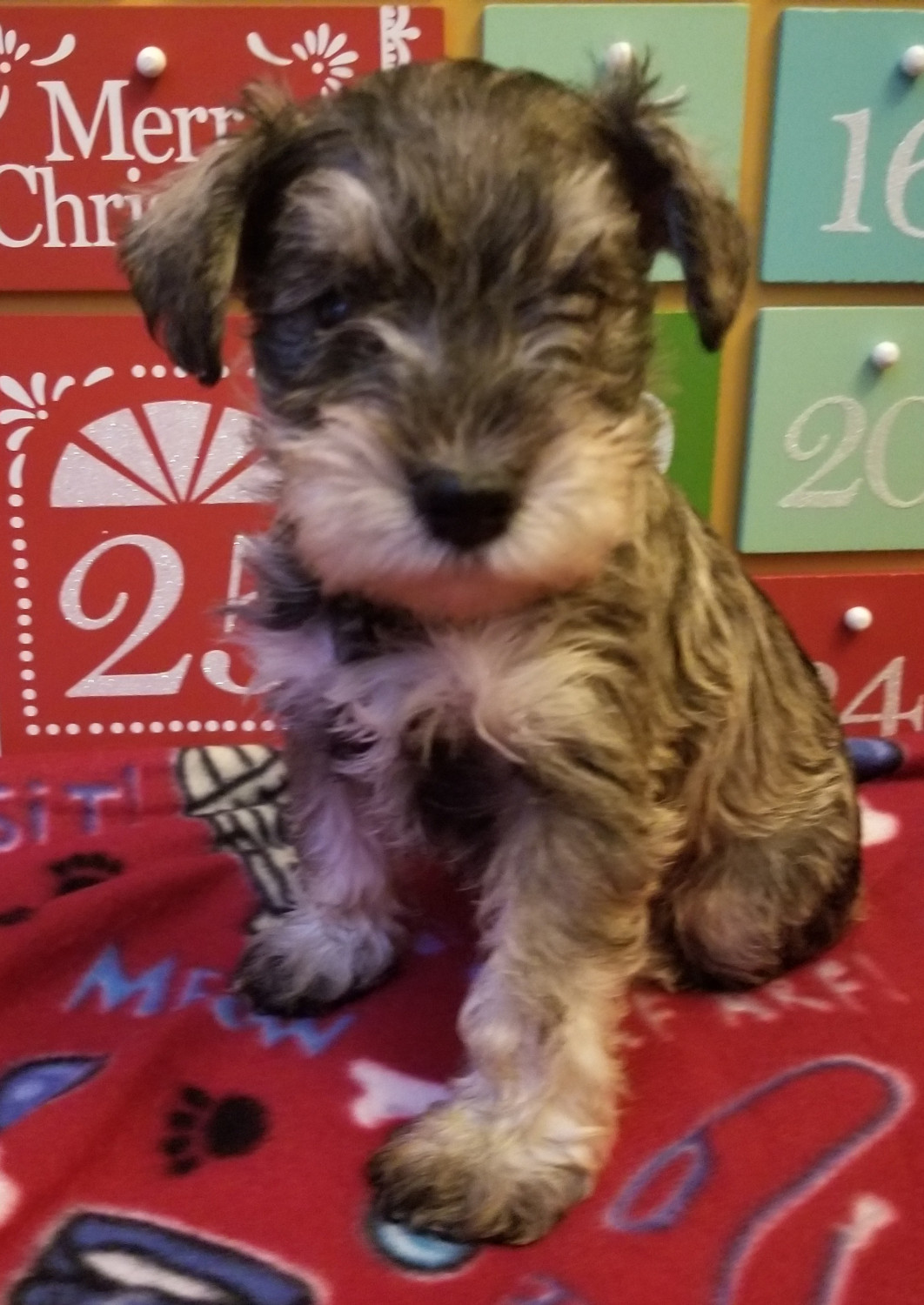 Miniature Schnauzer Puppies For Sale Acworth, GA 286401