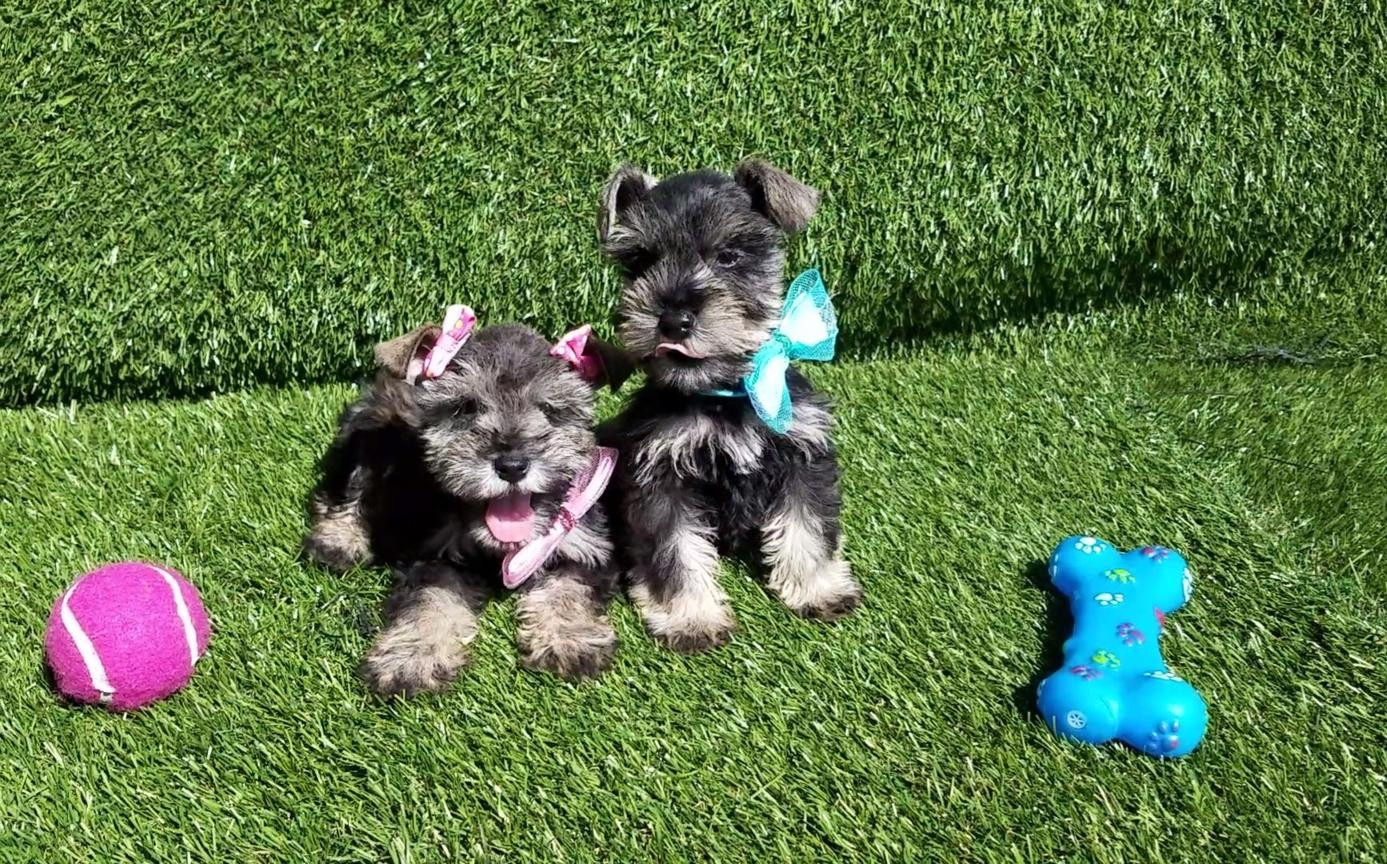 Miniature Schnauzer Puppies For Sale | Thousand Oaks, CA ...