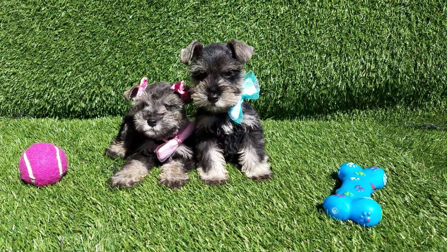 Miniature Schnauzer Puppies For Sale | Los Angeles, CA #296621