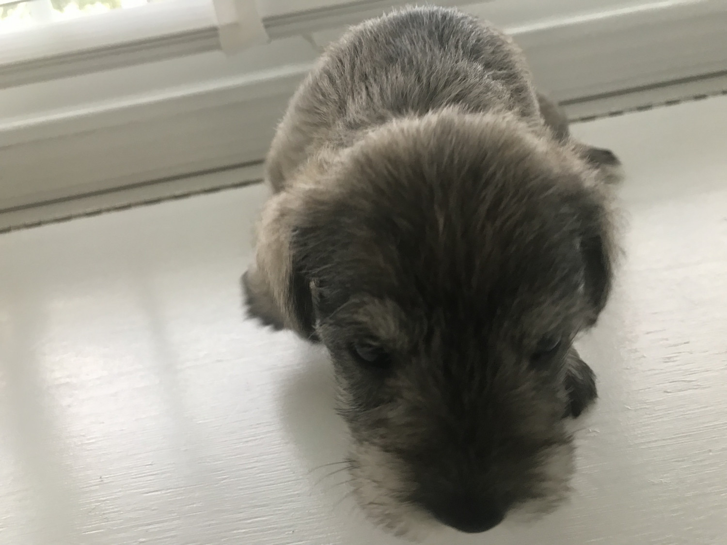Miniature Schnauzer Puppies For Sale Hampton, VA 304091