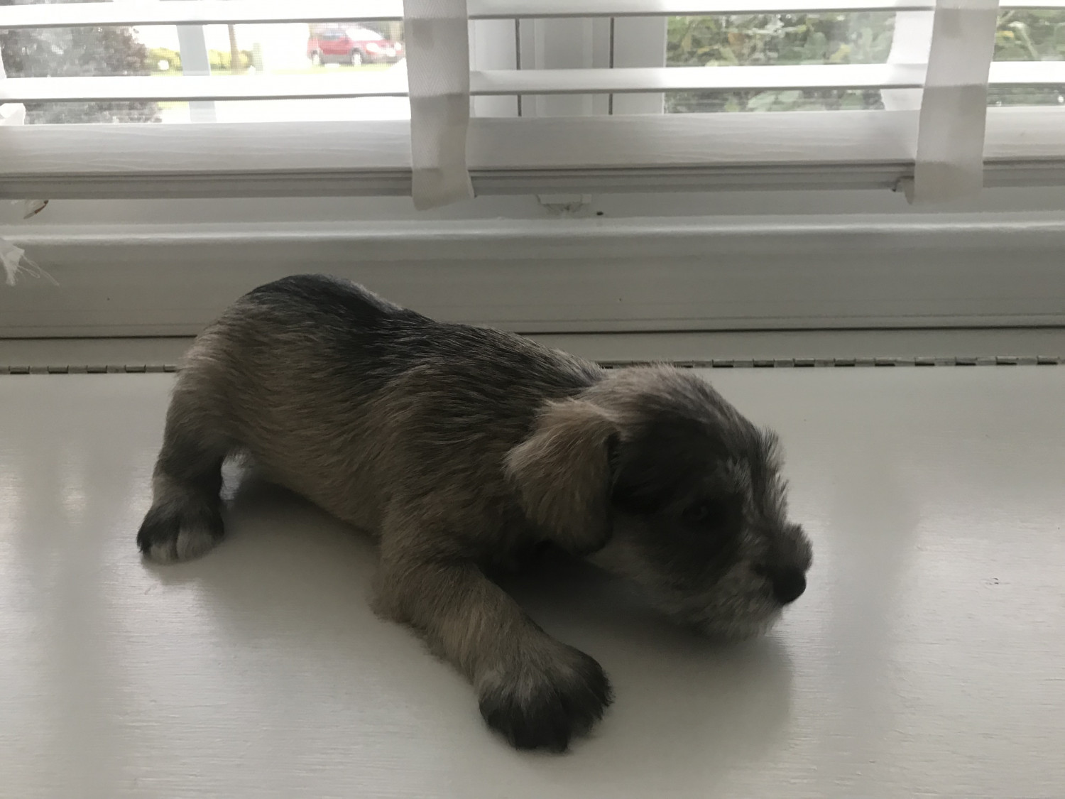 Miniature Schnauzer Puppies For Sale Hampton, VA 304091