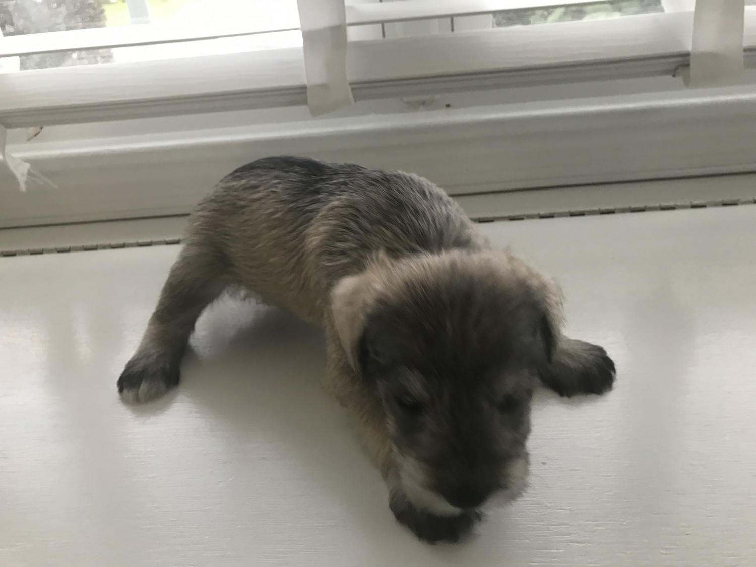 Miniature Schnauzer Puppies For Sale Hampton, VA 304091