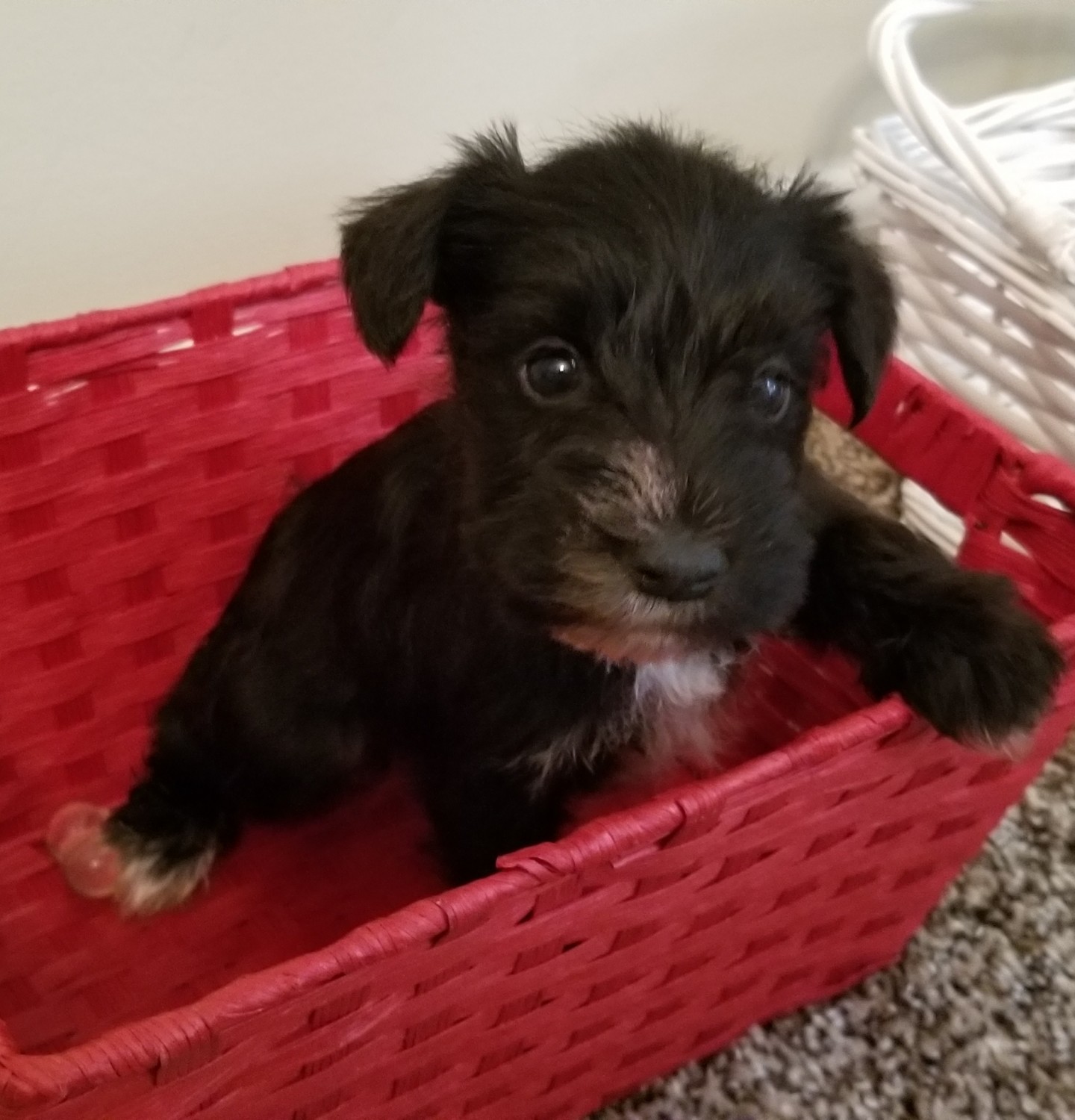 Miniature Schnauzer Puppies For Sale Acworth, GA 321750