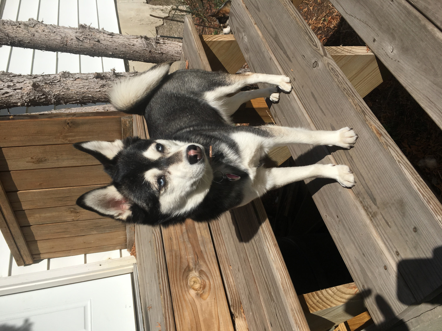 Miniature Siberian Husky Puppies For Sale Dickson City, PA 187514