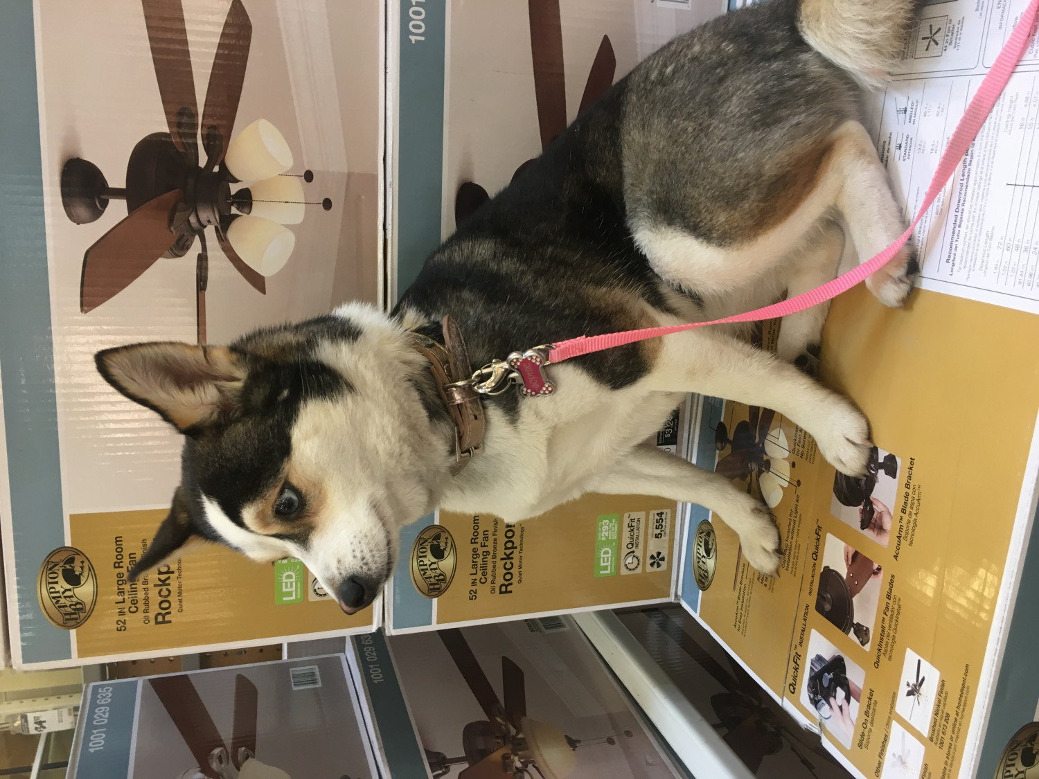 Miniature Siberian Husky Puppies For Sale Dickson City, PA 187514