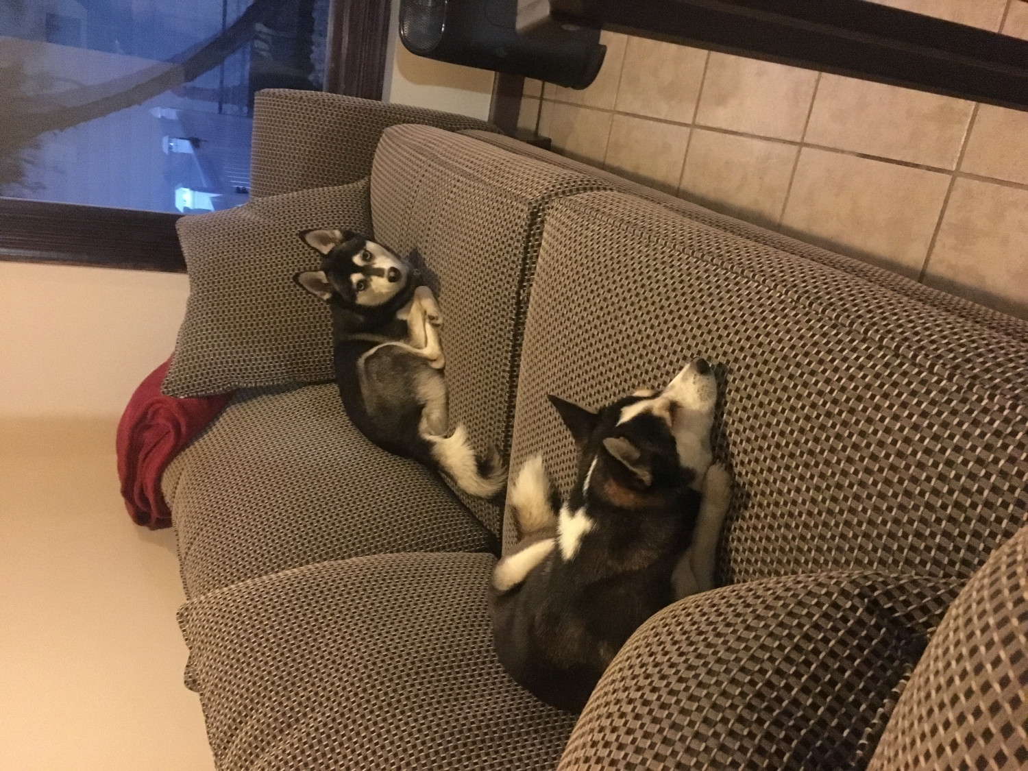 Miniature Siberian Husky Puppies For Sale Dickson City, PA 187514