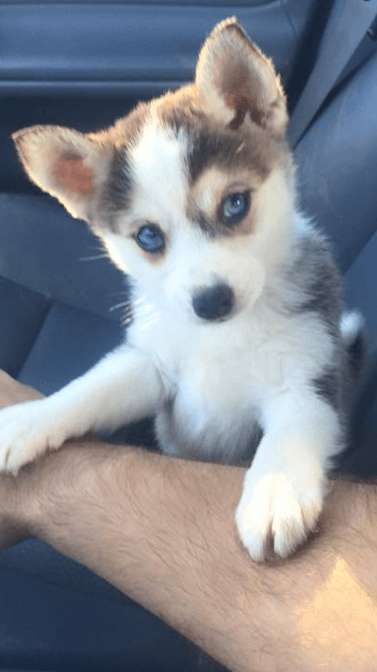 Miniature Siberian Husky Puppies For Sale Dickson City