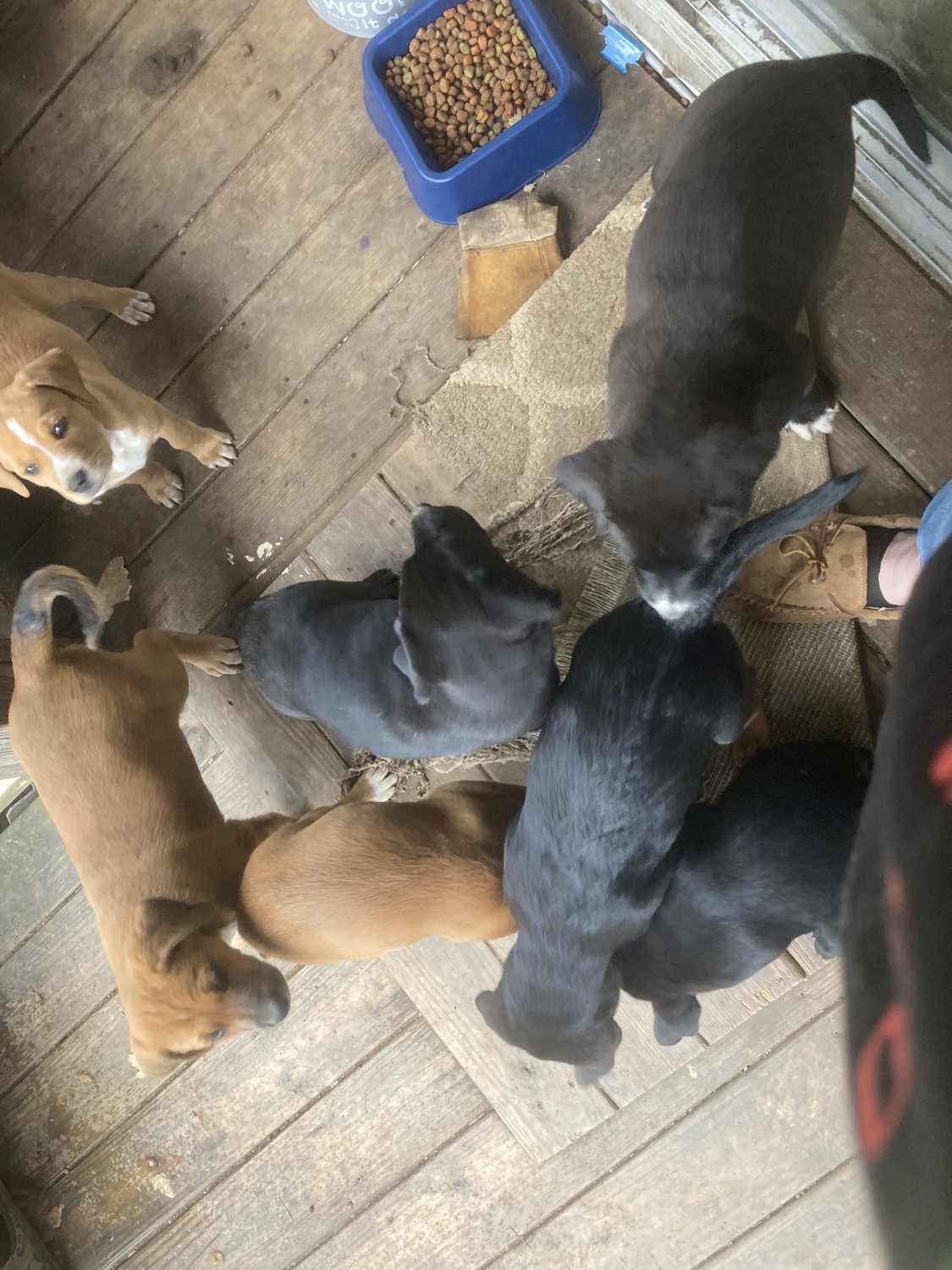 Mixed Puppies For Sale Grayson, KY 483559 Petzlover