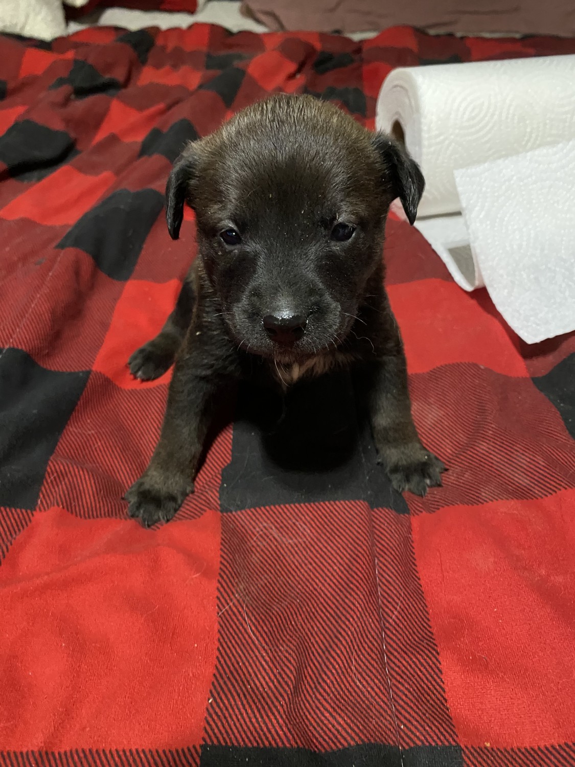 Mixed Puppies For Sale Justin, TX 512401 Petzlover