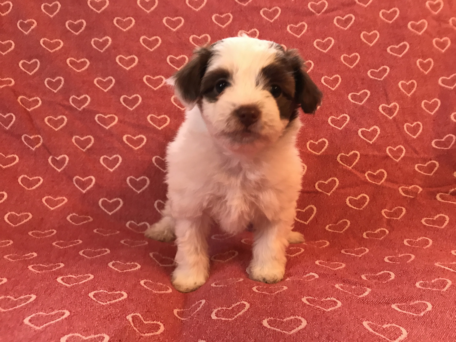 Mixed Puppies For Sale Great Valley, NY 261175