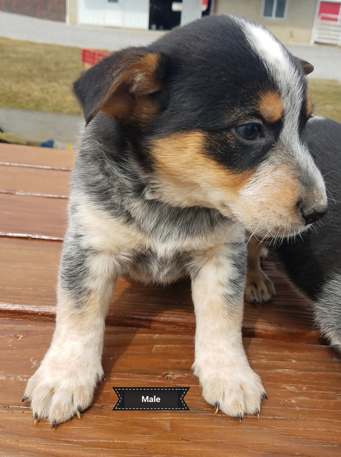 Mixed Puppies For Sale Wooster, OH 274183 Petzlover