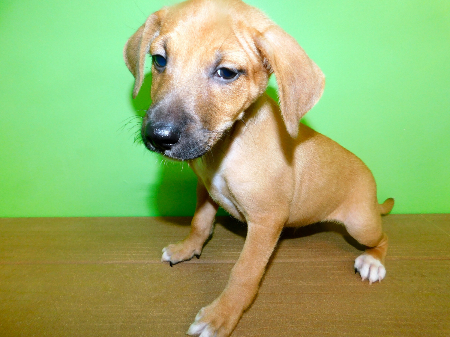 Mixed Puppies For Sale Hammond, IN 283664 Petzlover