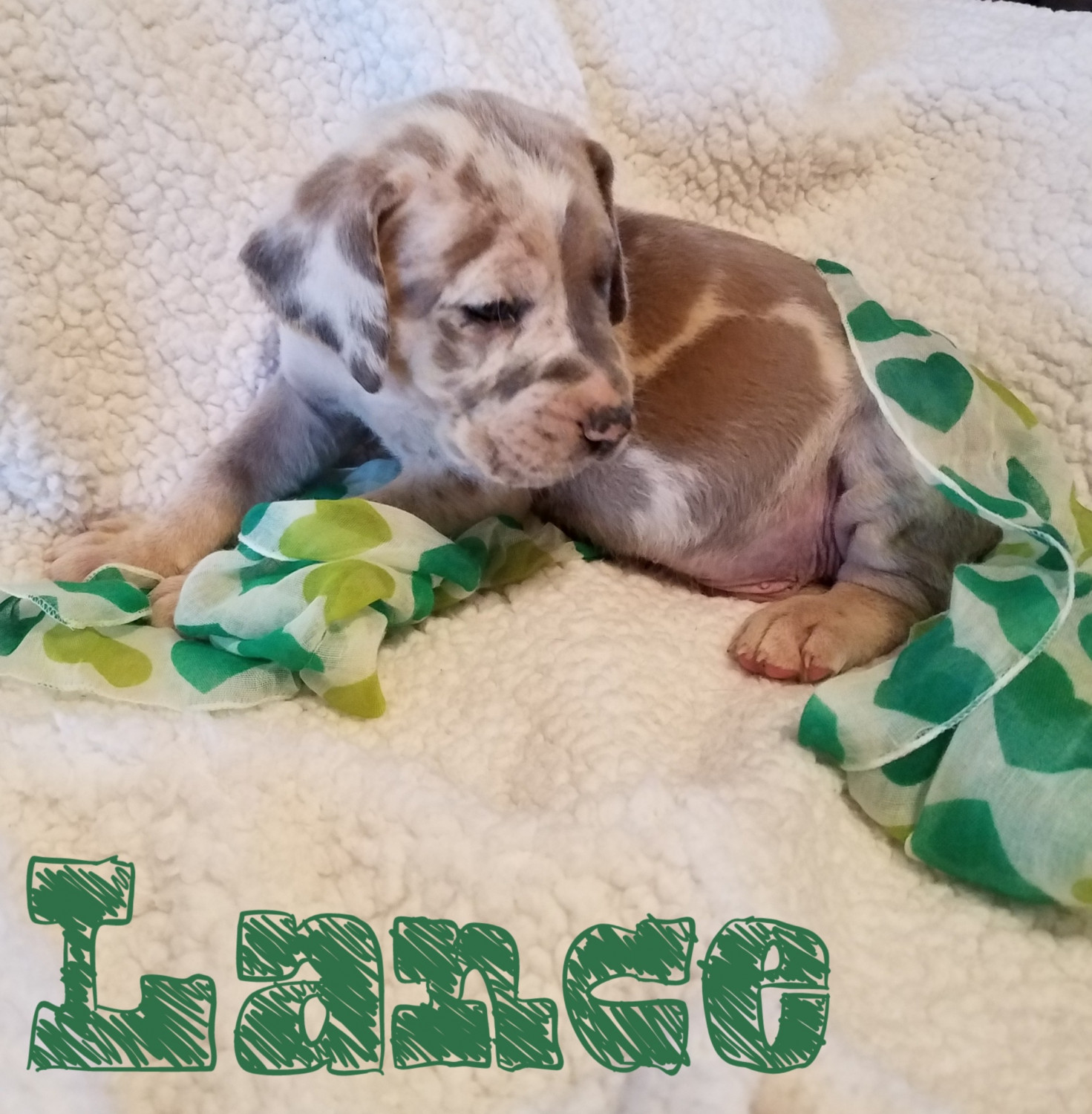 Mixed Puppies For Sale Carrollton, OH 292020 Petzlover