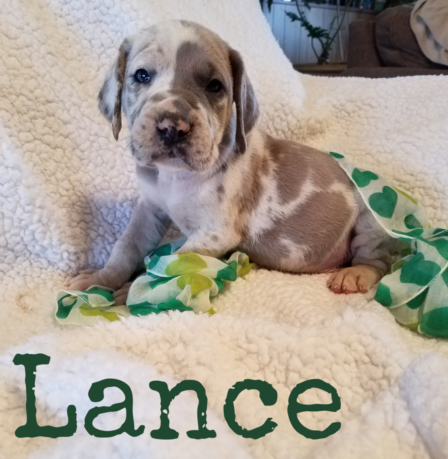 Mixed Puppies For Sale Carrollton, OH 292020 Petzlover