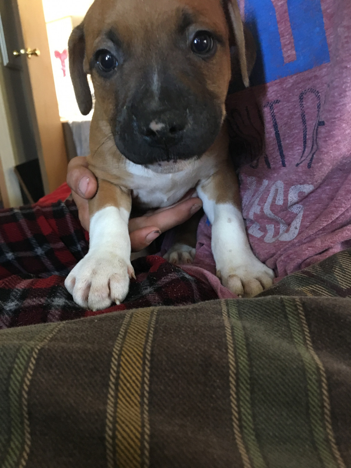 Mixed Puppies For Sale Shelby Charter Township, MI 300923