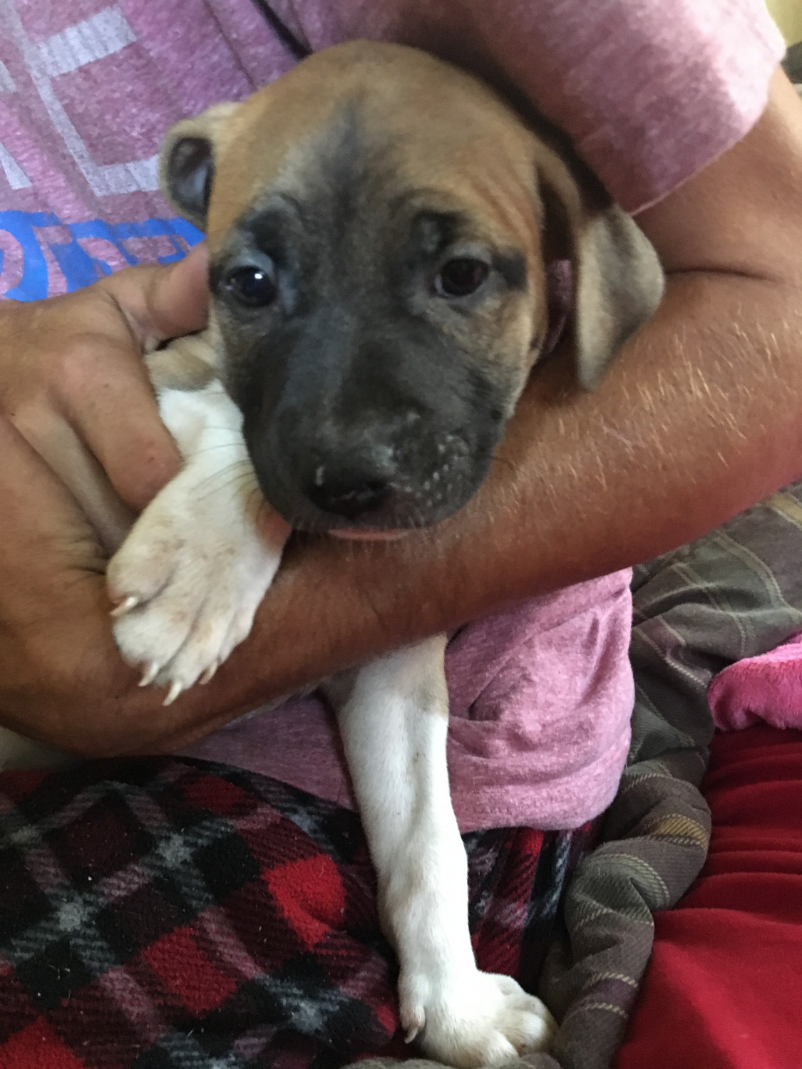 Mixed Puppies For Sale Shelby Charter Township, MI 300923
