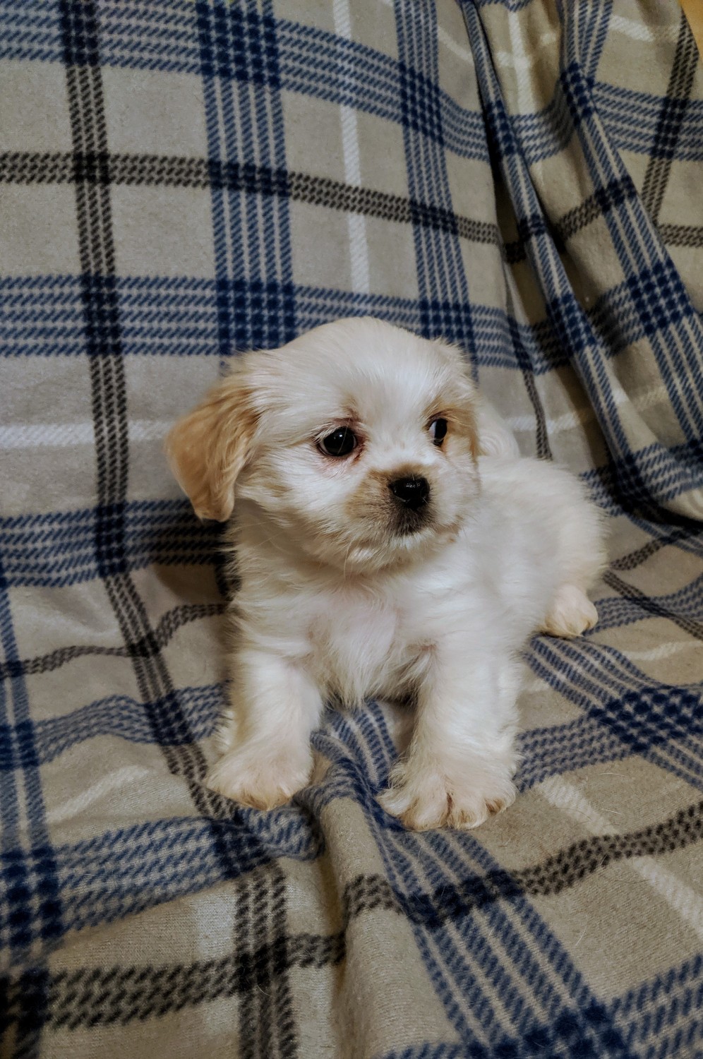 Mixed Puppies For Sale Clarkrange, TN 310892 Petzlover