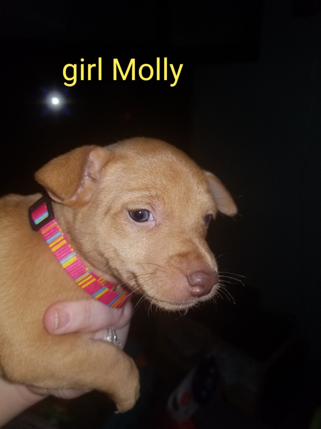 Adorable Chihuahua Corgi Mix Puppy For Sale