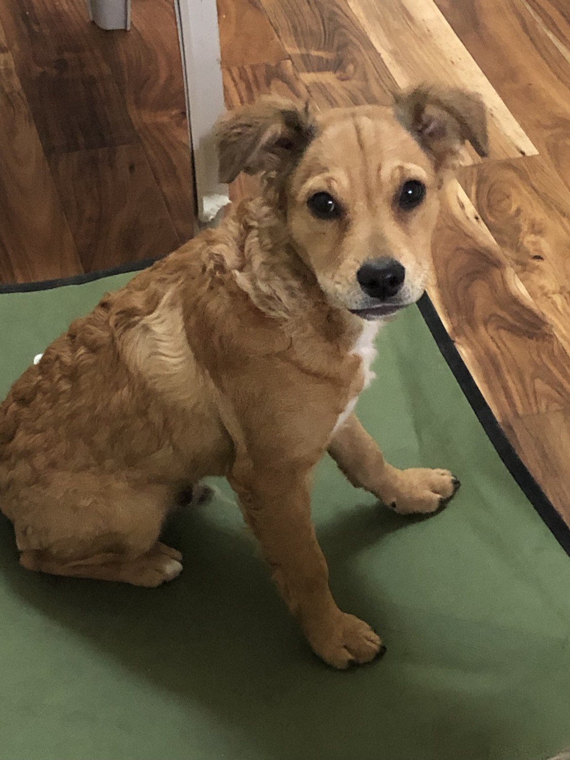 Mixed Puppies For Sale San Jose Ca 314252 Petzlover