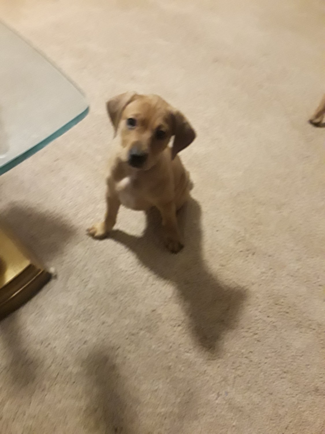 Mixed Puppies For Sale Raleigh, NC 315441 Petzlover
