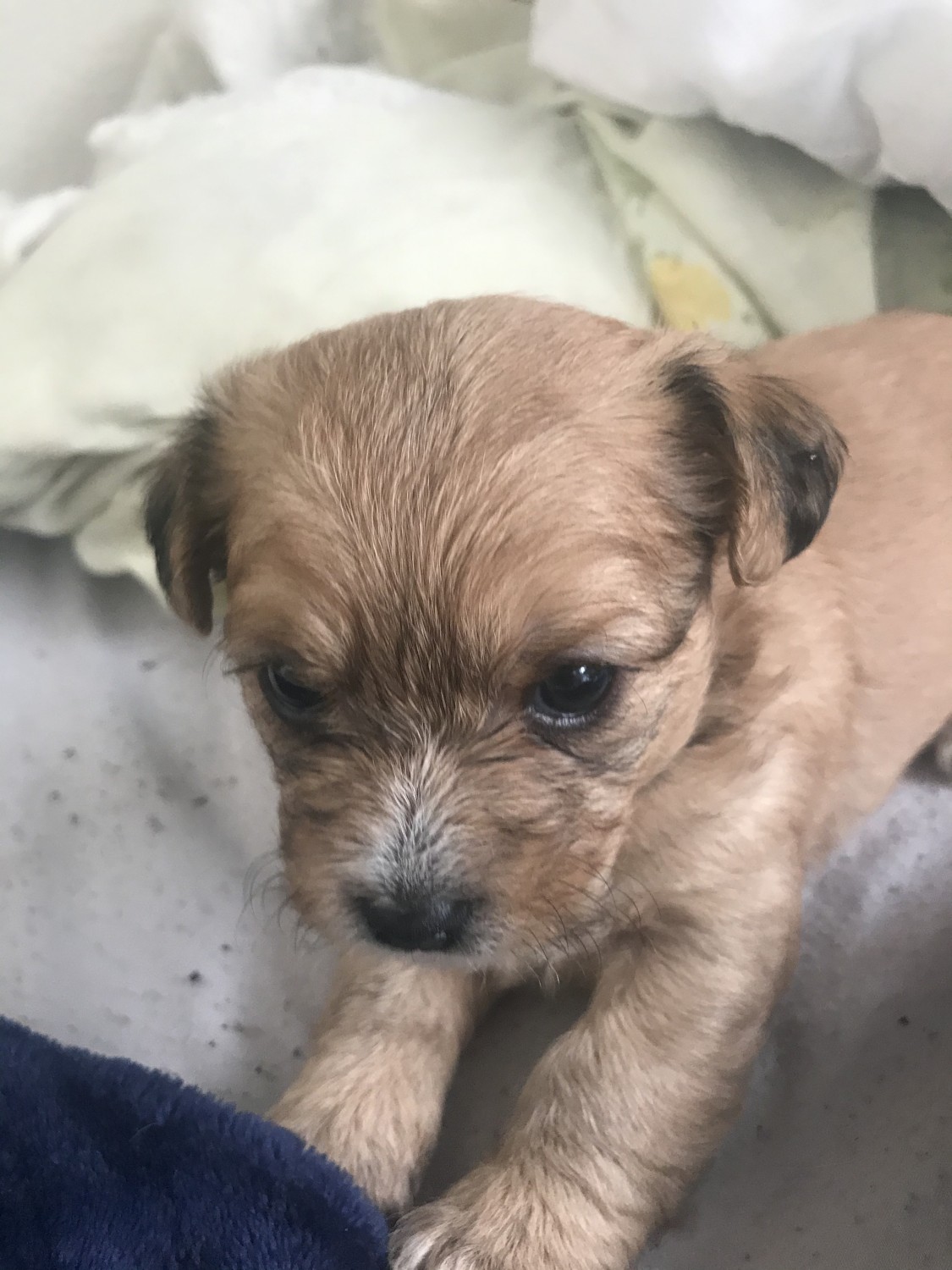 Mixed Puppies For Sale Fort Worth, TX 315471 Petzlover