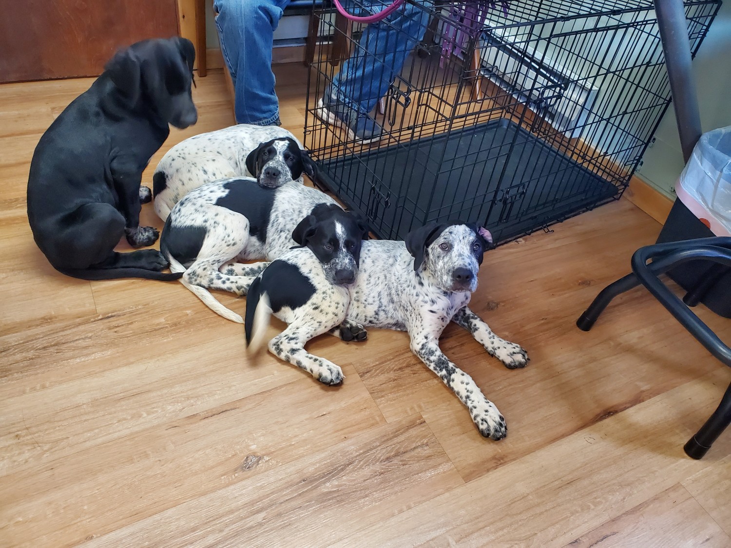 Mixed Puppies For Sale | Castle Rock, WA #317396 | Petzlover
