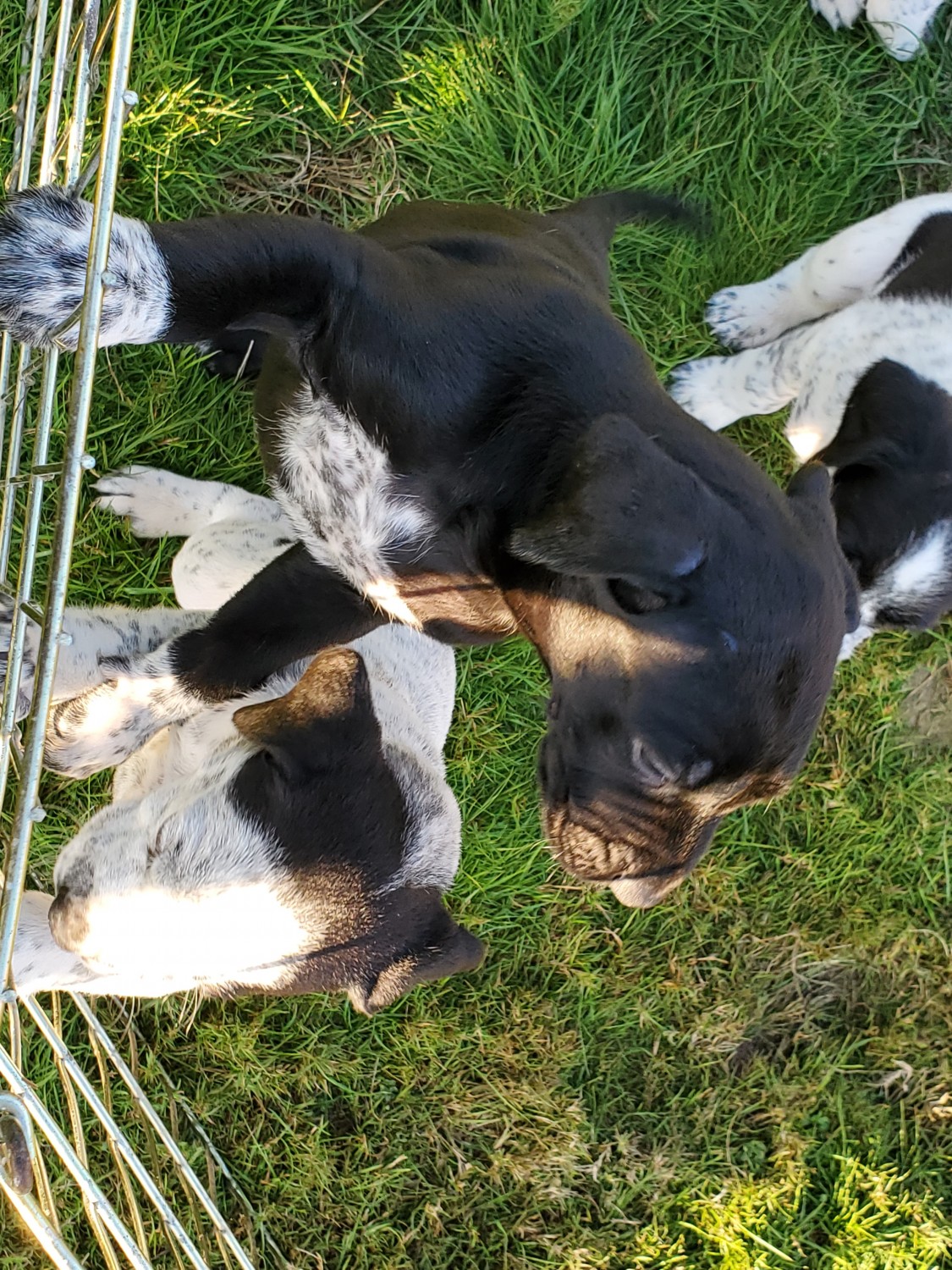 Mixed Puppies For Sale Castle Rock, WA 317396 Petzlover