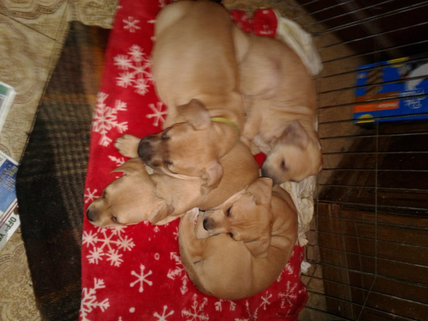 Mixed Puppies For Sale Flint, MI 317500 Petzlover