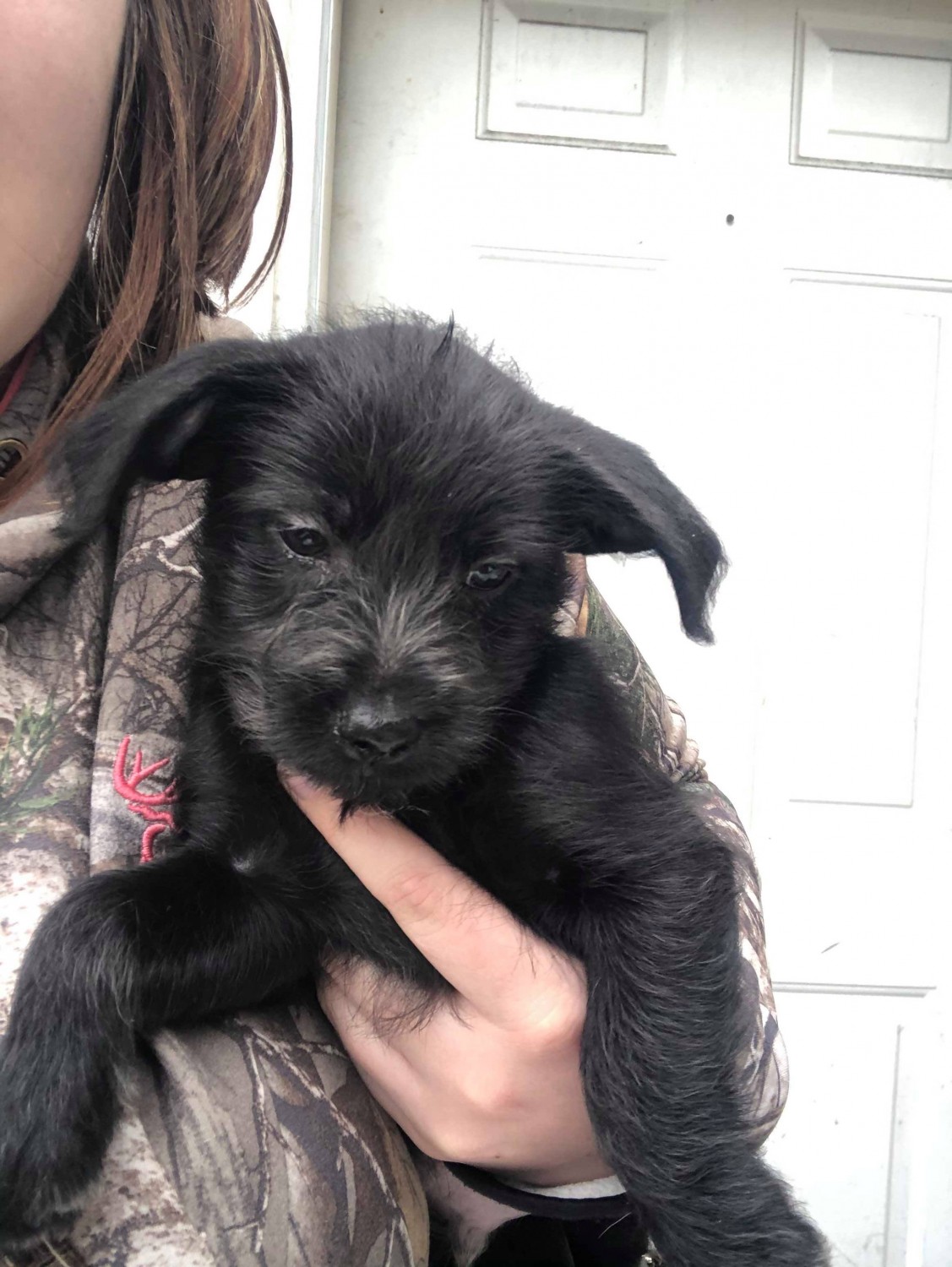 Mixed Puppies For Sale Greenville, MI 323408 Petzlover