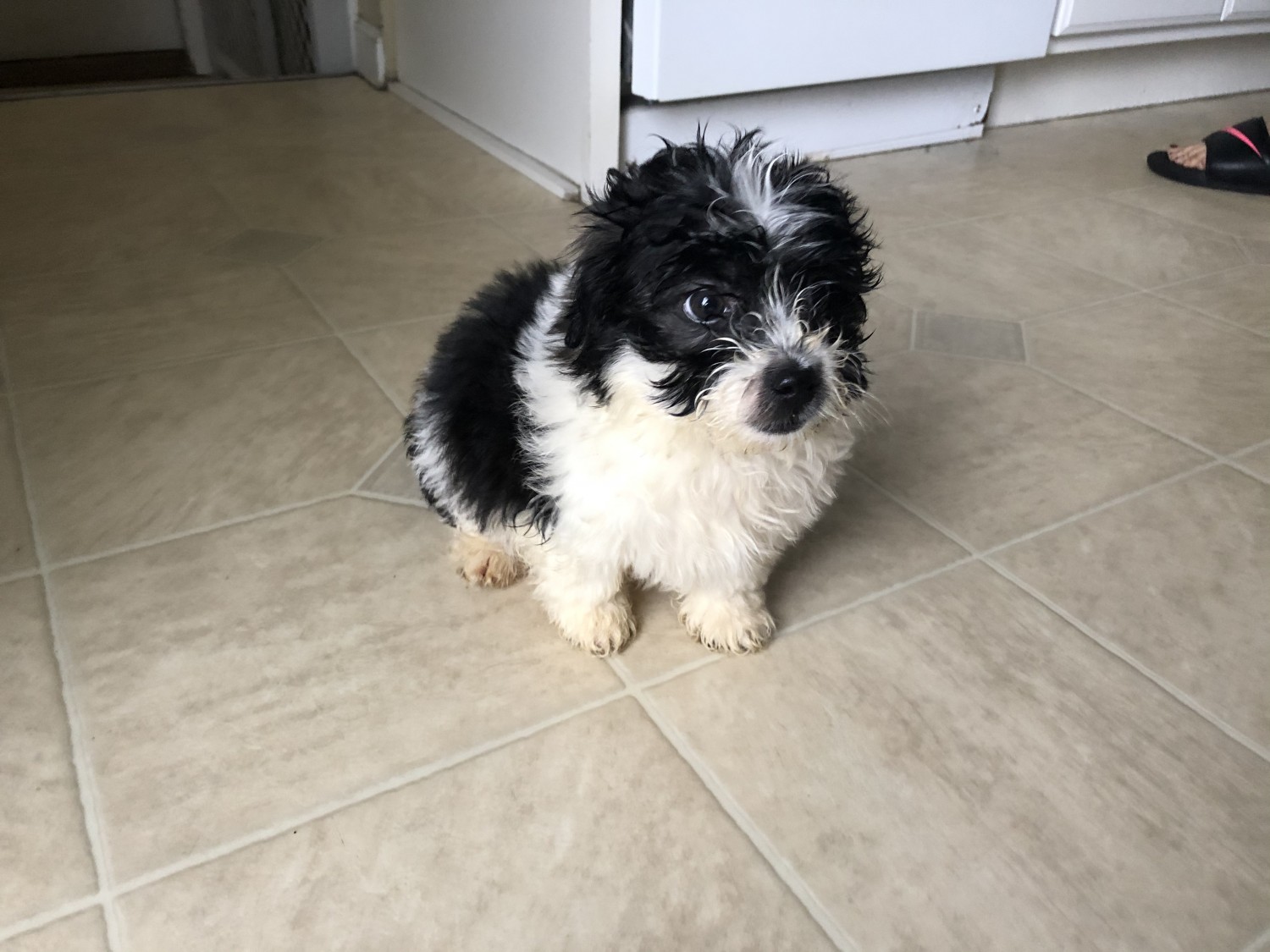 Mixed Puppies For Sale Goshen, IN 326477 Petzlover