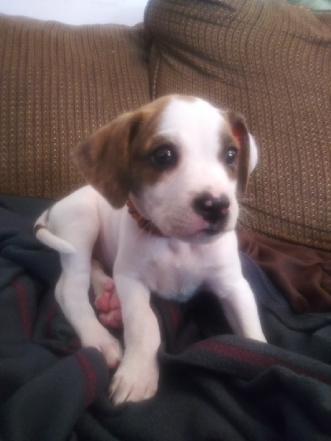 Mixed Puppies For Sale Mentor, OH 338671 Petzlover