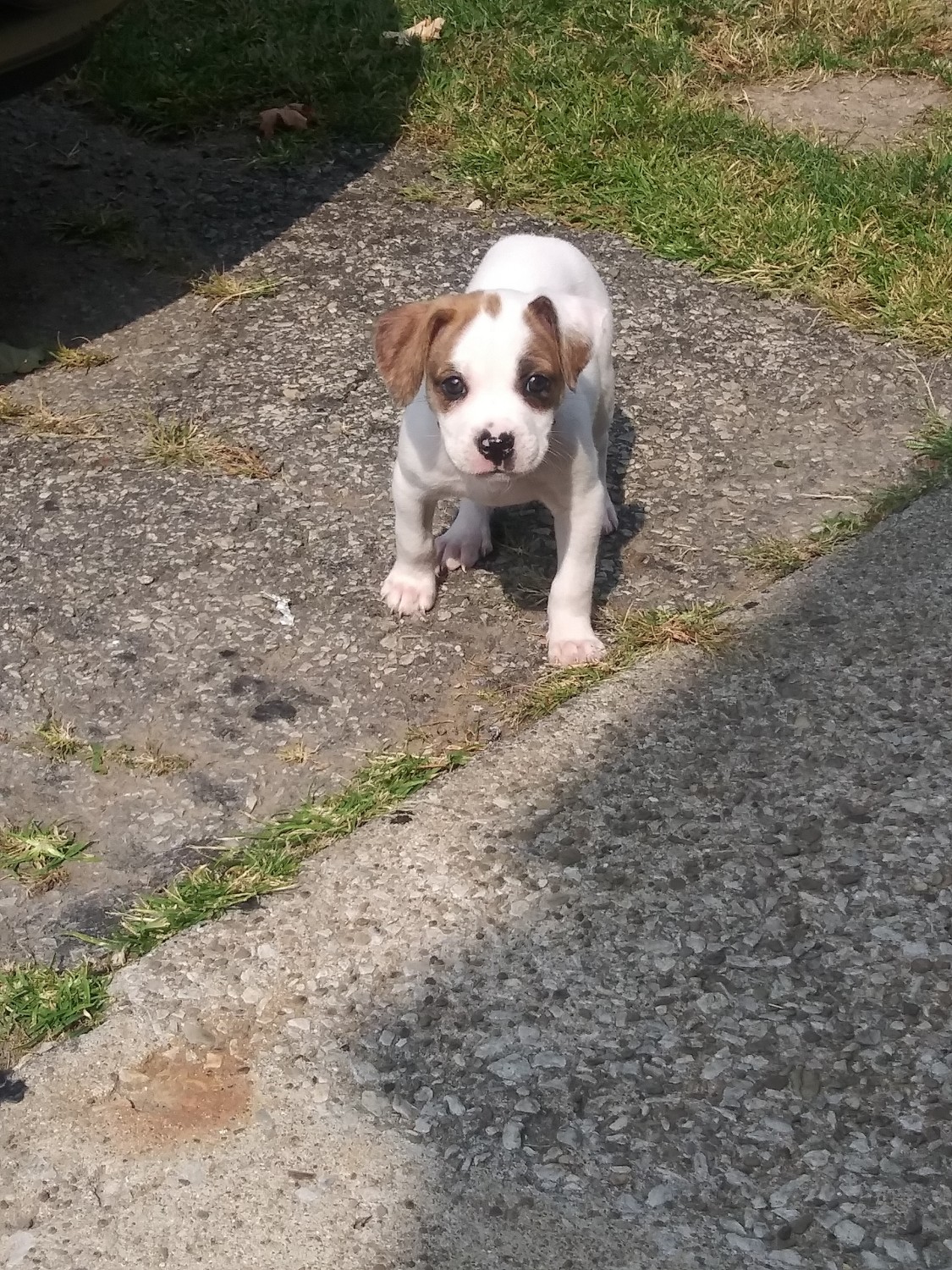 Mixed Puppies For Sale Mentor, OH 338671 Petzlover