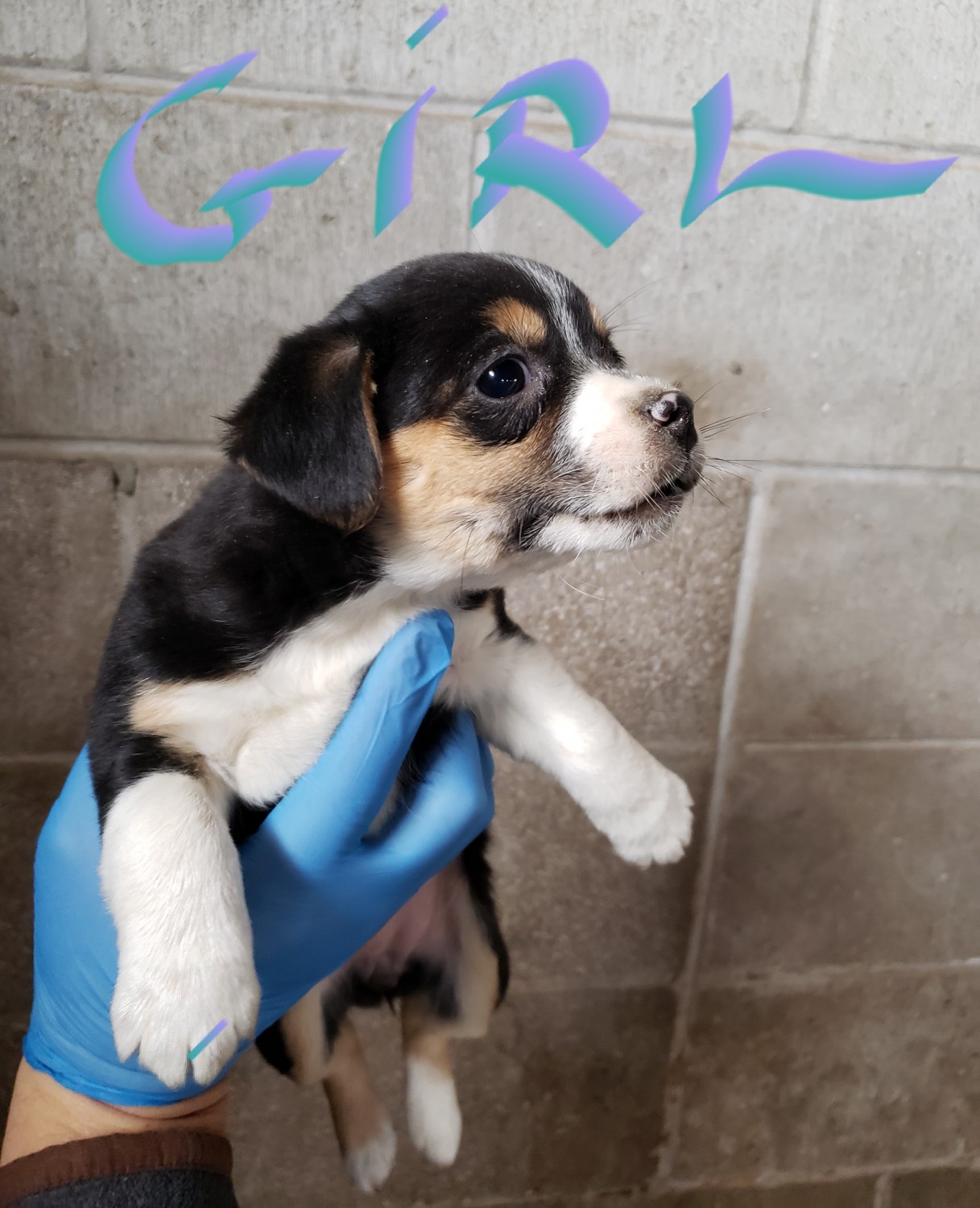Mixed Puppies For Sale Milford Charter Township, MI 345065