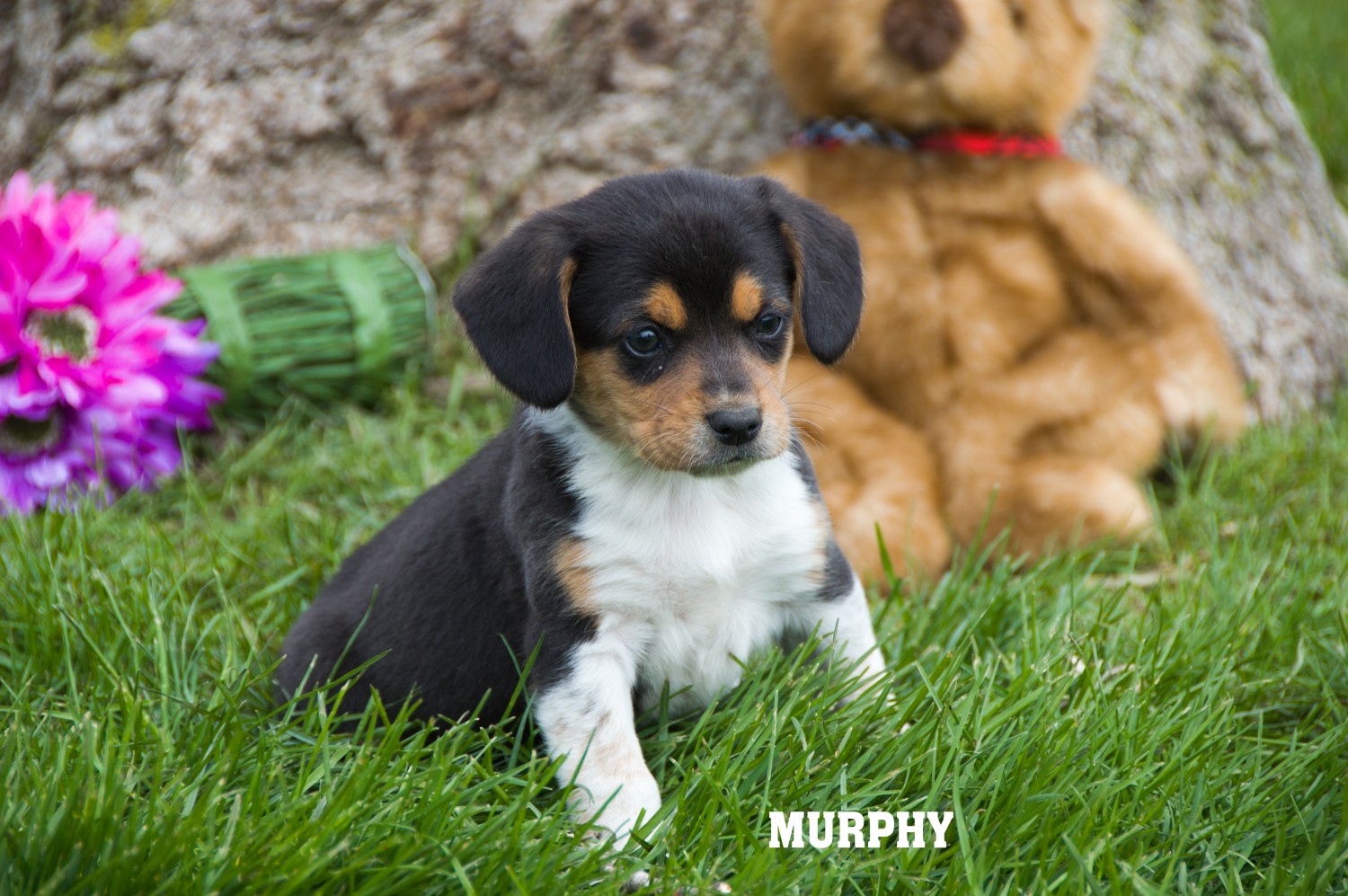 Mixed Puppies For Sale Clare, MI 356377 Petzlover