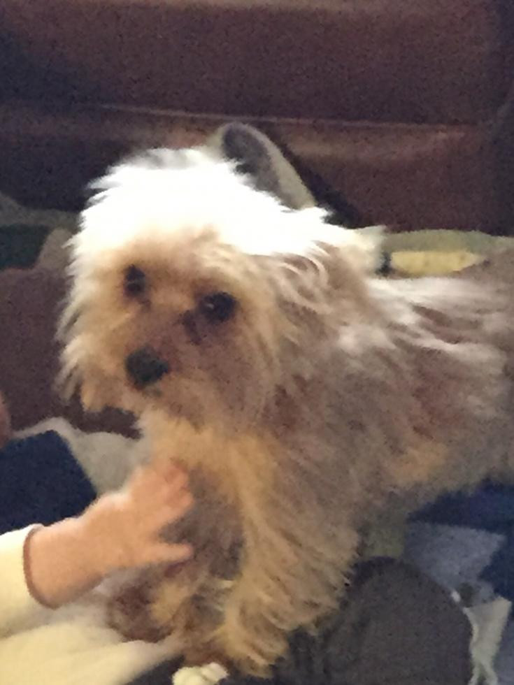 Morkie Puppies For Sale Odenton, MD 70537 Petzlover