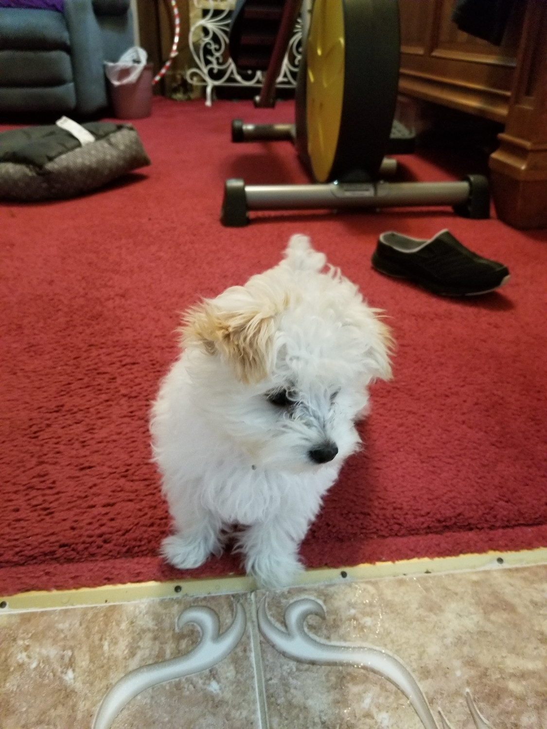 Morkie Puppies For Sale Augusta, GA 273743 Petzlover