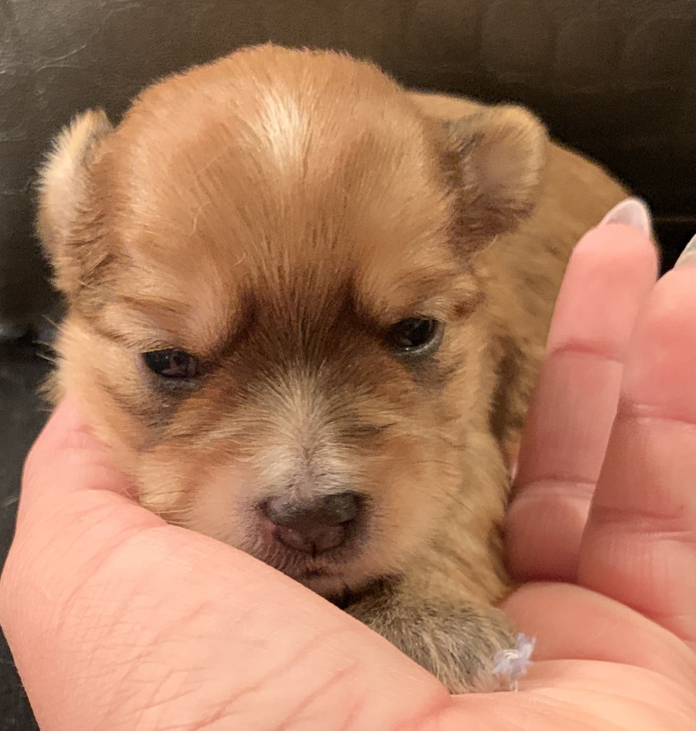 Morkie Puppies For Sale Federal Way, WA 297760