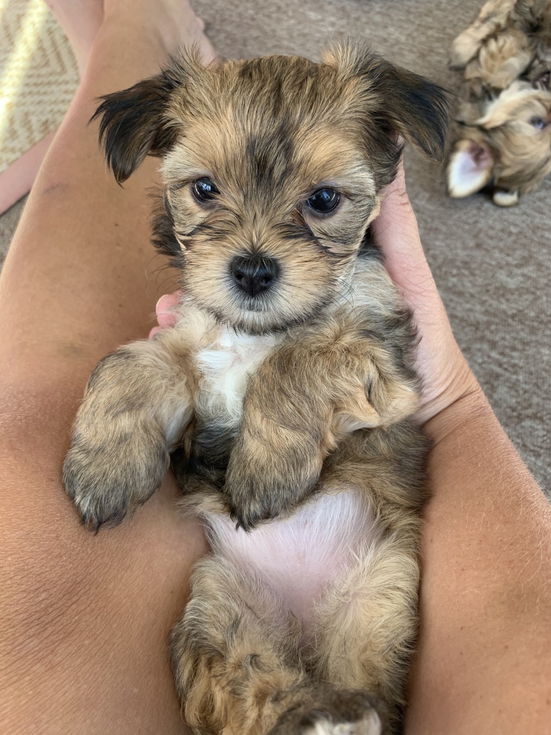 morkie puppies for sale near me