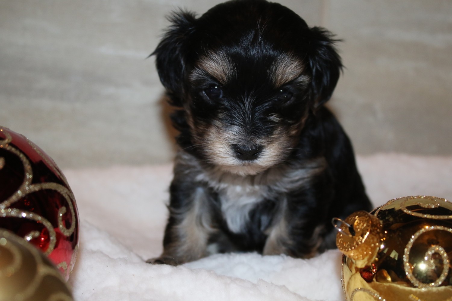 Morkie Puppies For Sale Overland Park, KS 317300