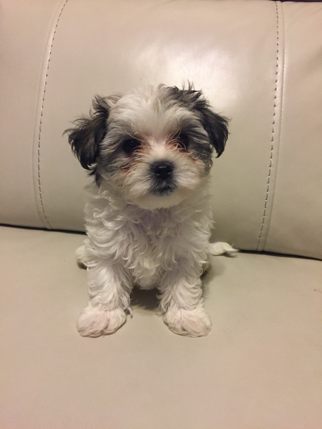 Morkie Puppies For Sale | Jacksonville, FL #323654