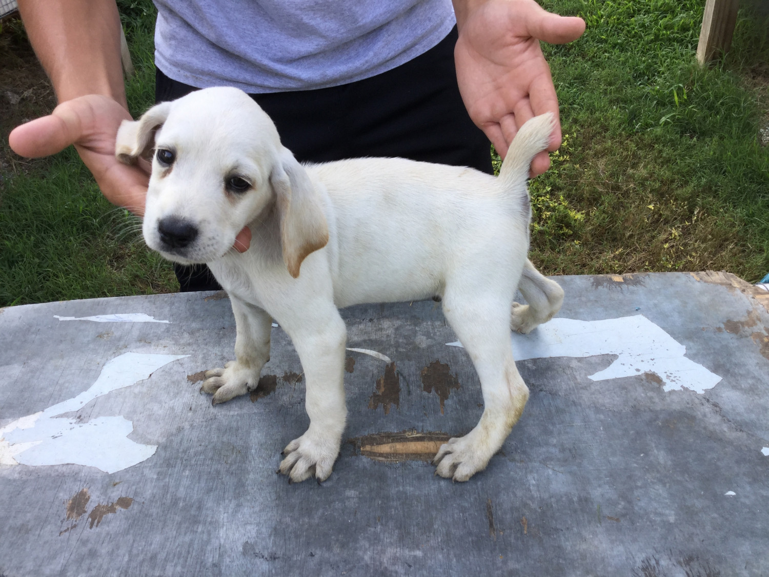 feist puppies for sale in tennessee
