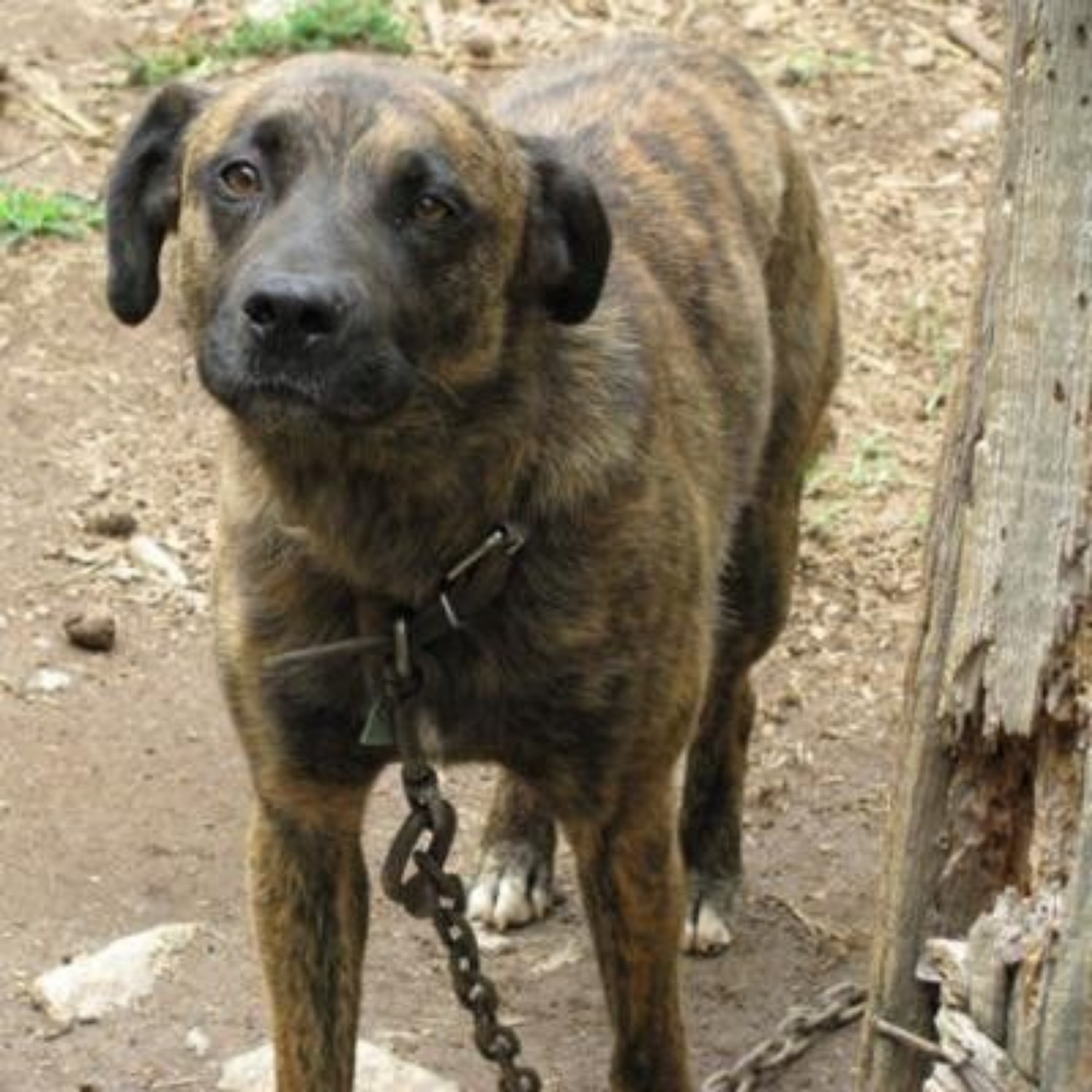 Mountain Cur Dog Breed Information Images Characteristics Health